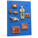 Life Cycle of Mansonoides Model
